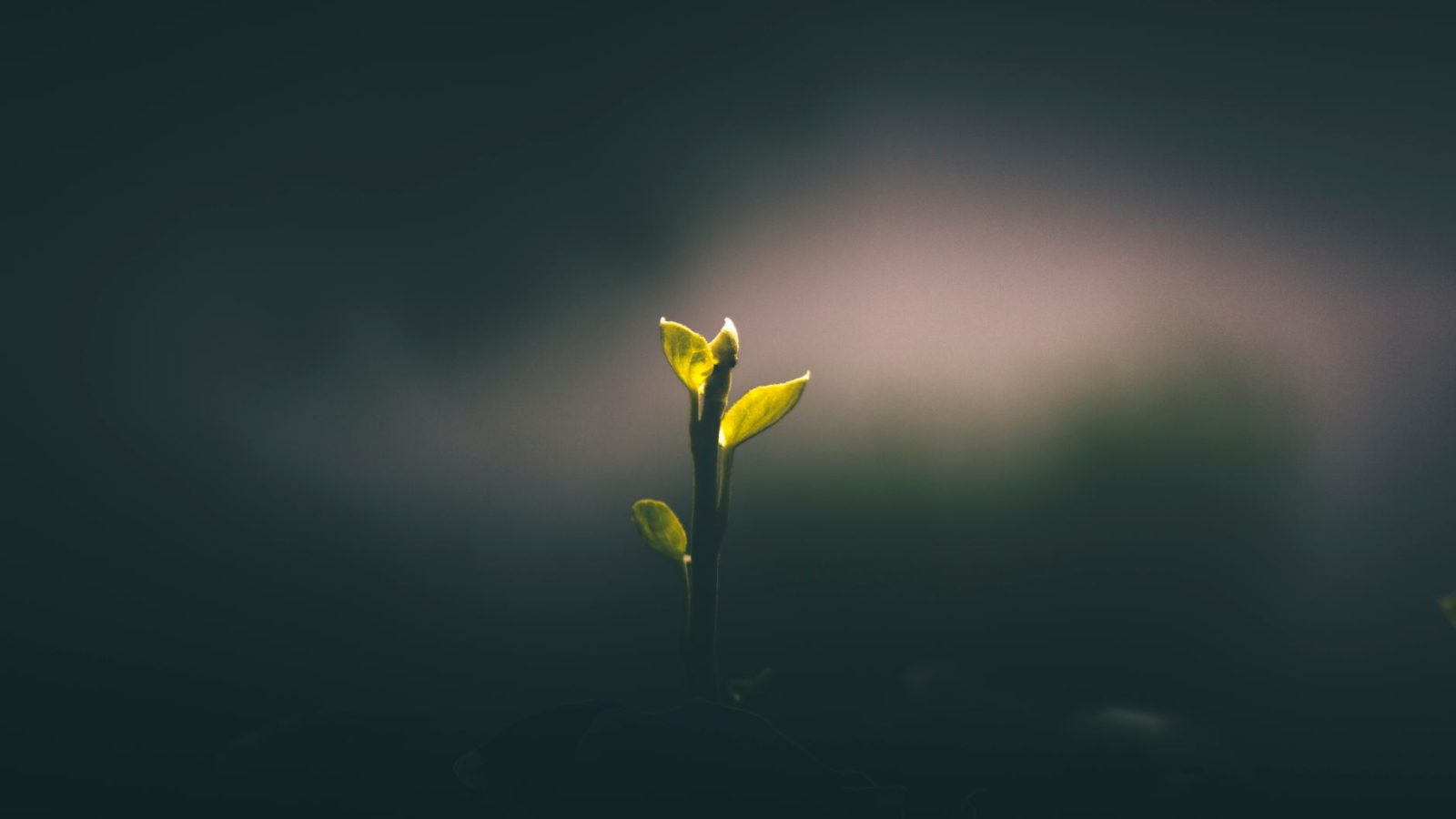 Hope — featured image