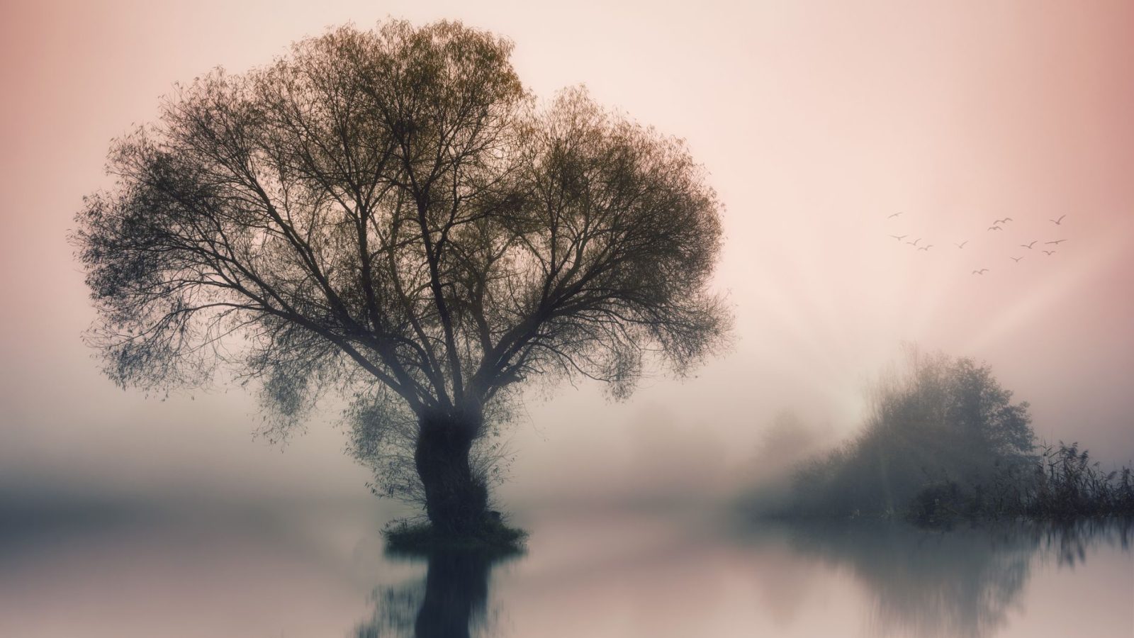 Peace — featured image