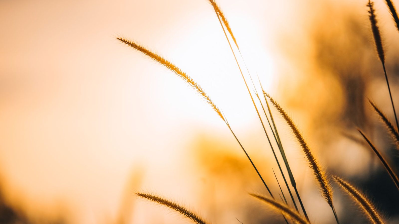 Purpose — featured image