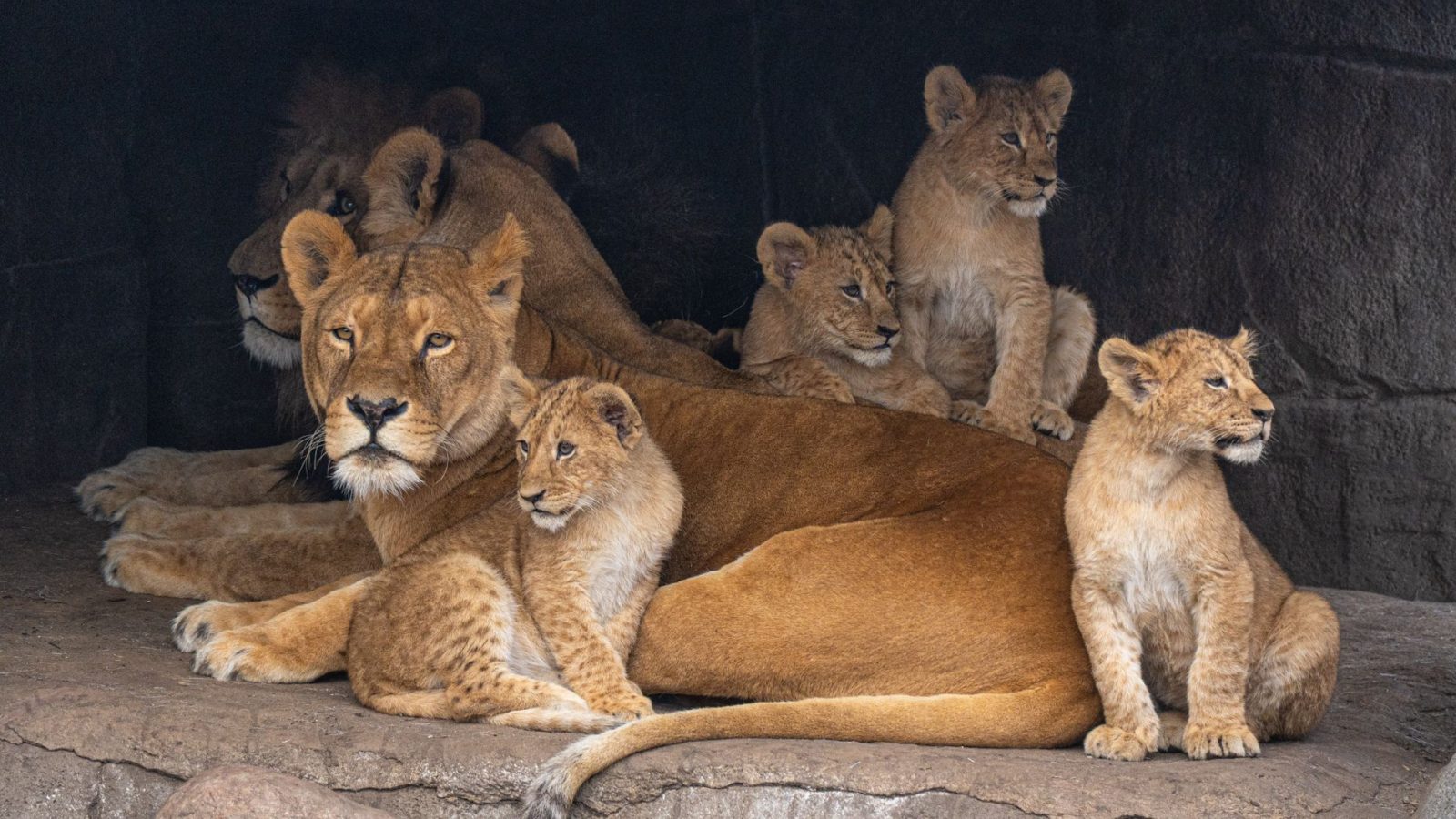 Lessons From Daniel in the Lions' Den — featured image