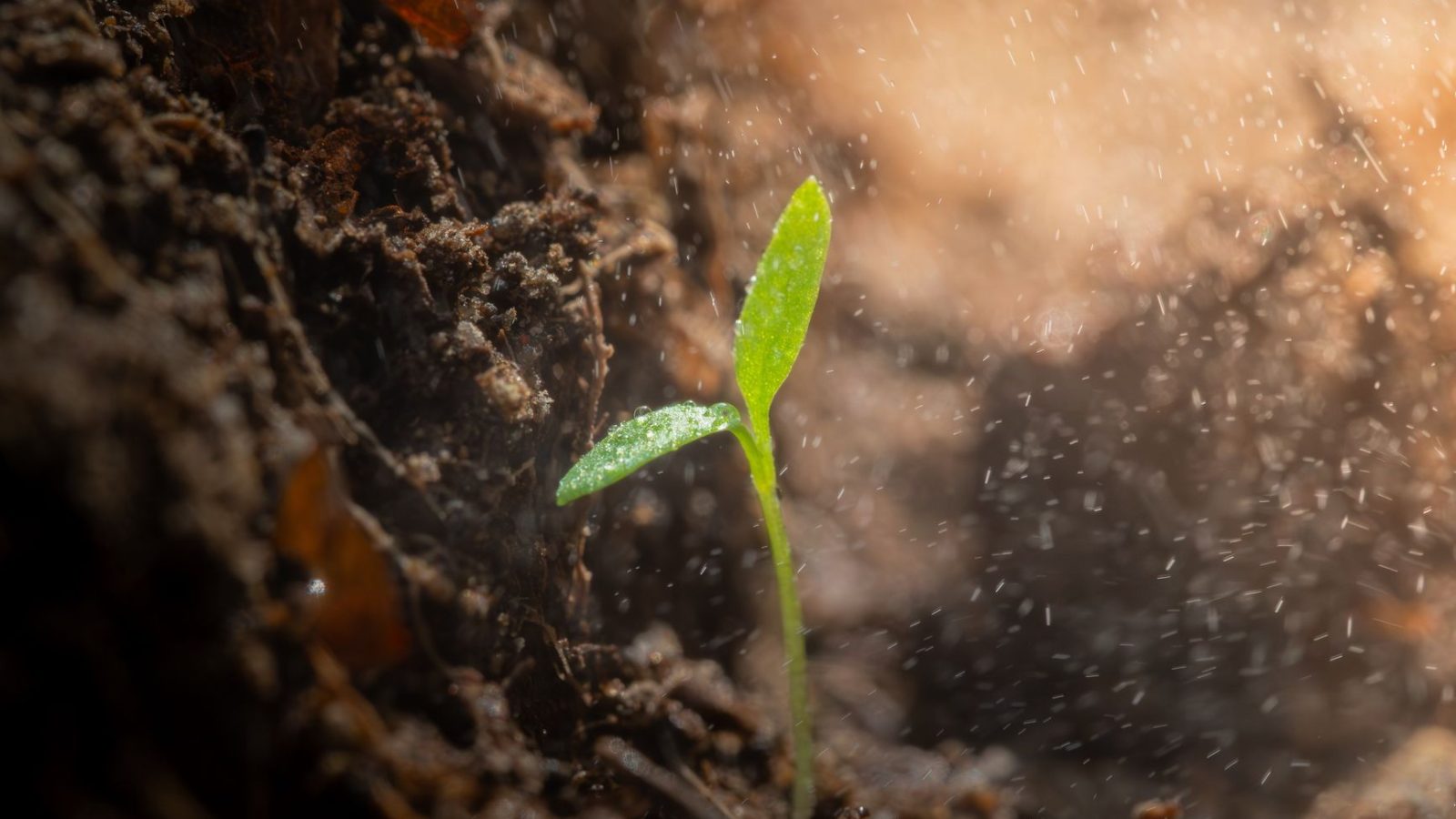 The Parable of the Sower — featured image