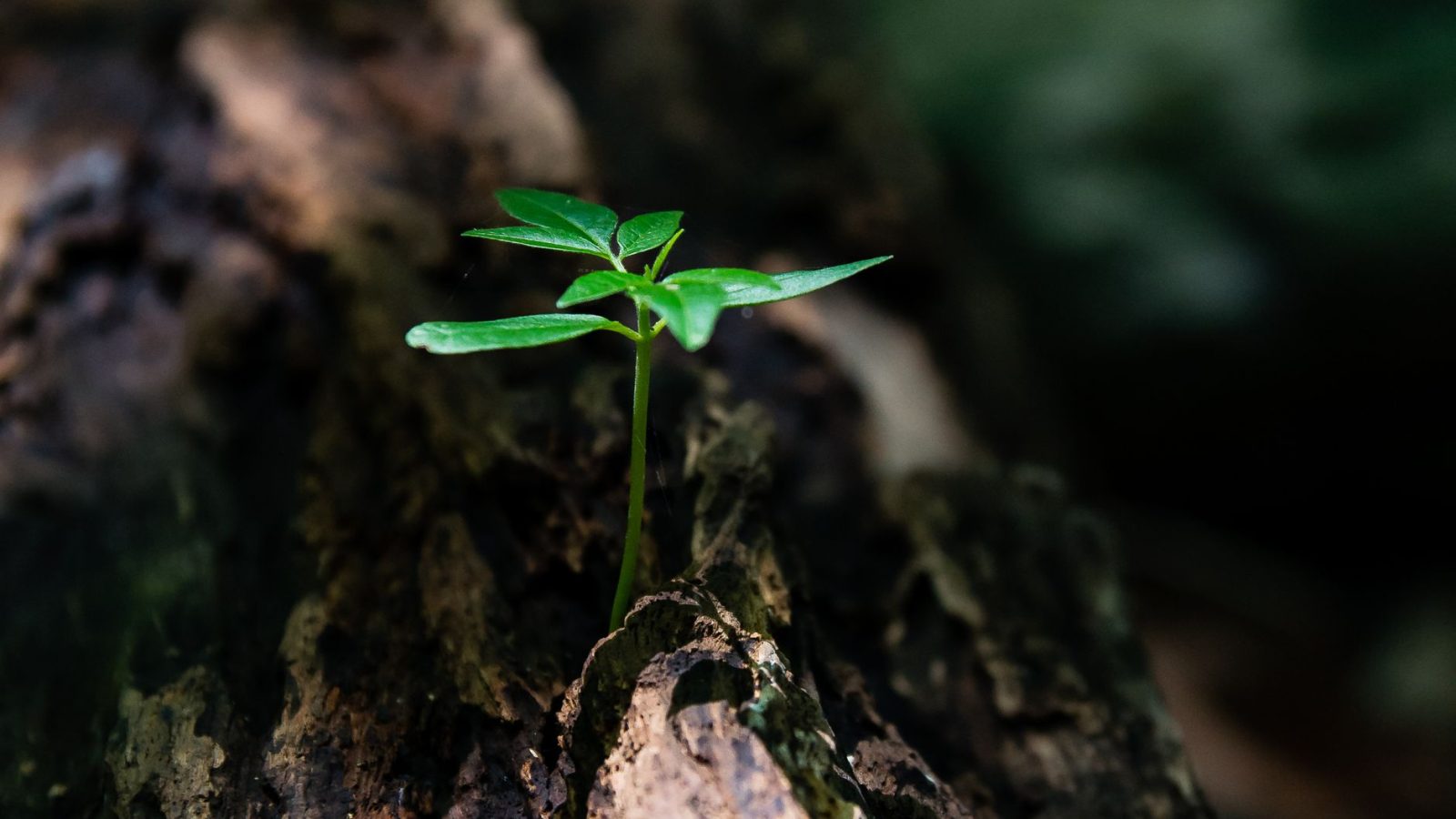How Can I Grow Spiritually? — featured image