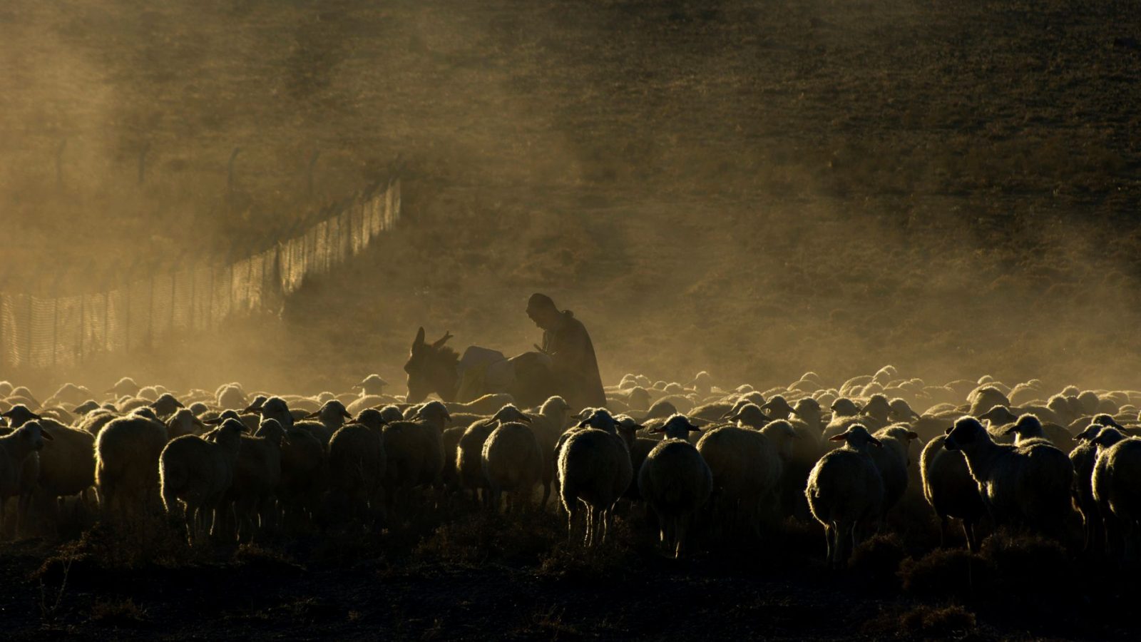 The Lord My Shepherd — featured image
